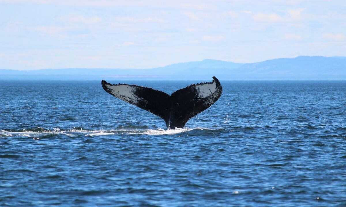 A Guide to Whale Watching in Nova Scotia