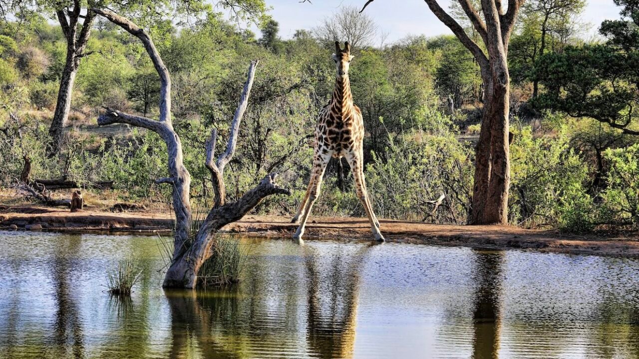 When the Bush Goes Gourmet